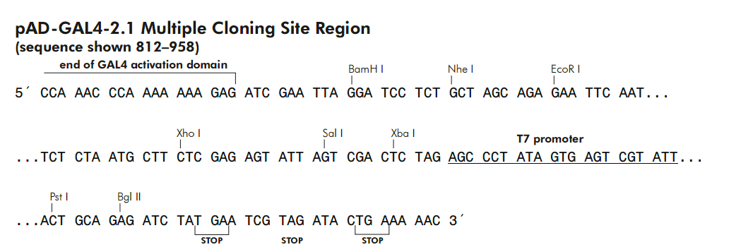 pAD-GAL4-2.1 载体多克隆位点 点击看大图 pAD-GAL4-2.1 多克隆位点